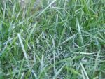 Lawn Diseases - Powdery Mildew